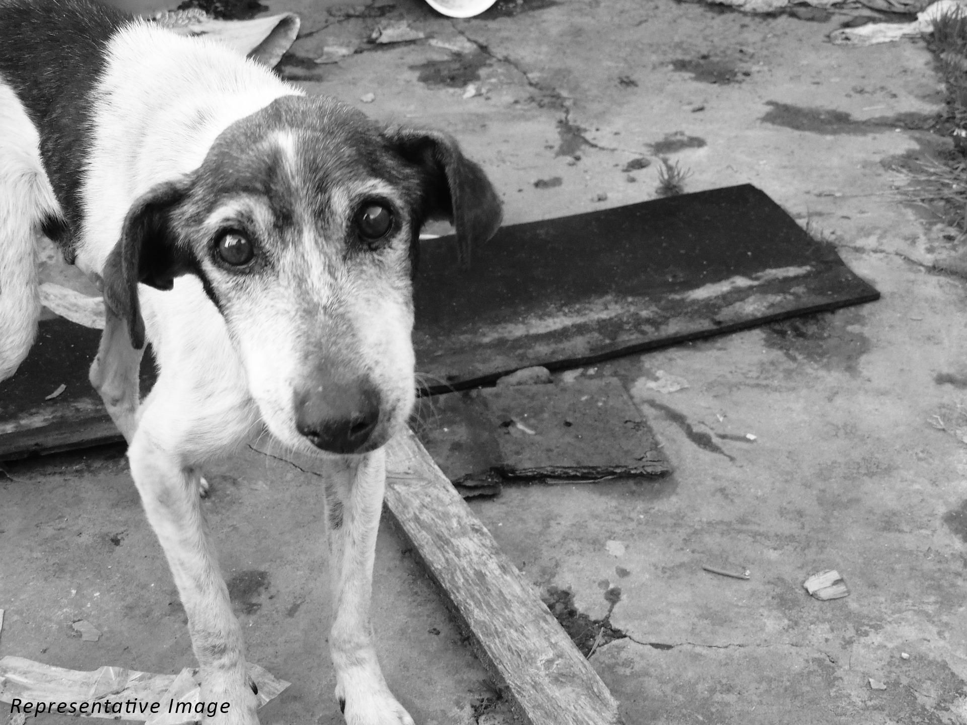 Aurangabad dog case - for blog 