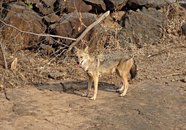 PETA इंडिया, उत्तर प्रदेश पुलिस और स्थानीय लोगों ने मिलकर कुएं में फसे एक सियार को बचाया