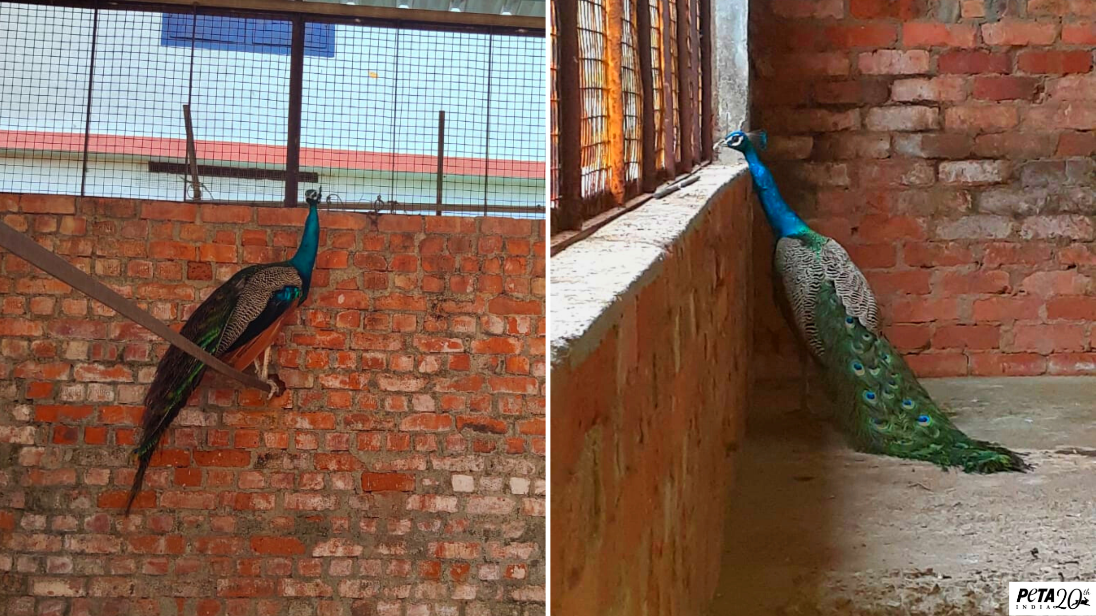 PETA India Works With Kerala Forest Department to Rescue a Peacock - Blog -  PETA India
