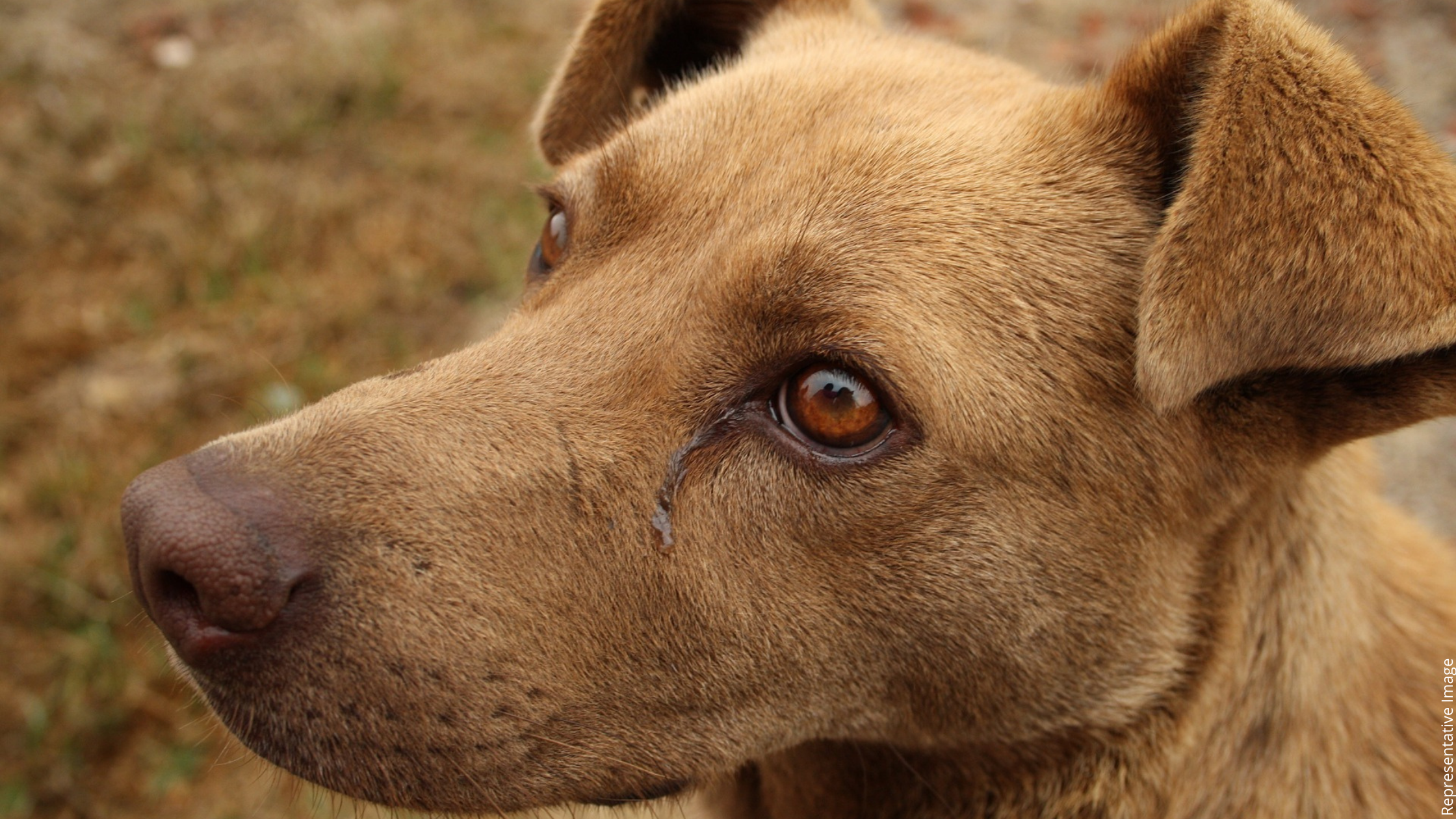 thane dog acid attack