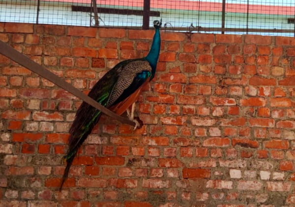 PETA इंडिया ने केरल वन विभाग के साथ मिलकर एक मोर का जीवन बचाया