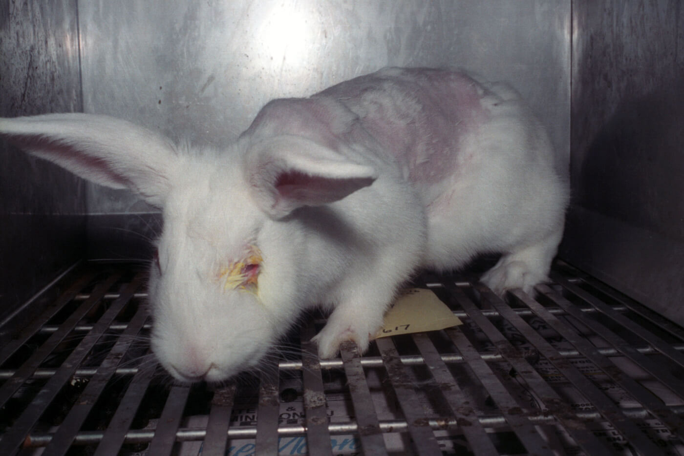 PETA India Applauds New Cosmetics Rules for Strengthening Import Ban on  Animal-Tested Cosmetics - Blog - PETA India