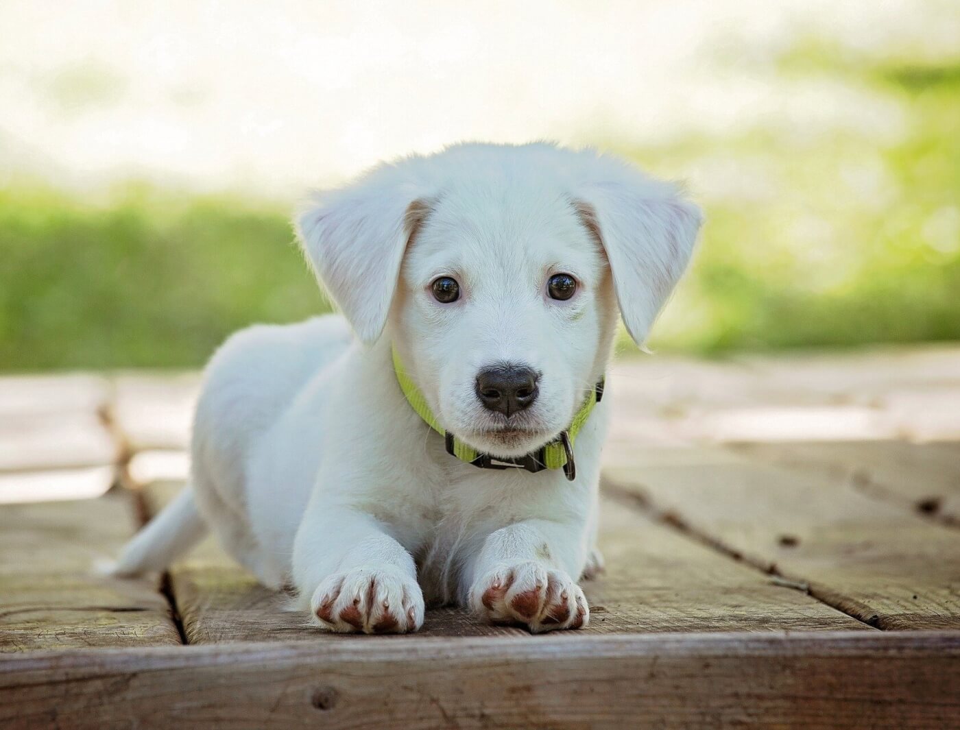 URGENT: Help Shut Down Live-Animal Markets