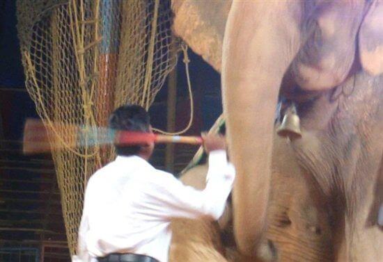 PETA इंडिया द्वारा संचालित अभियानों के चलते जानवरों का इस्तेमाल करने वाले ‘ग्रेट प्रभात’ और कई अन्य सर्कस बंद