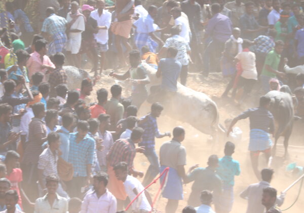 50 से ज़्यादा डॉक्टरों ने तामिलनाडु सरकार से जल्लीकट्टू की अनुमति ख़ारिज करने की गुहार लगाई