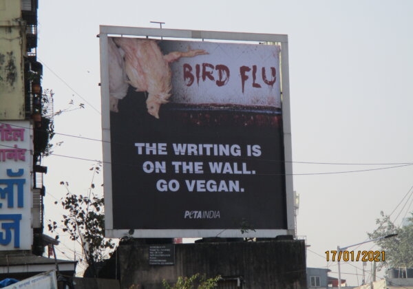 “बर्ड फ़्लू” के मद्देनज़र PETA इंडिया का ‘गो वीगन’ बिलबोर्ड अभियान