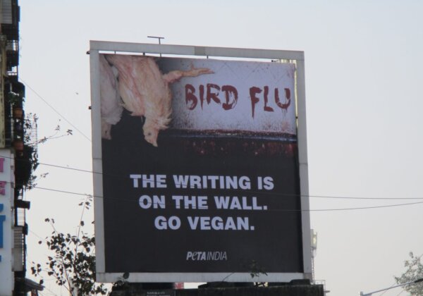 PETA India Responds to Bird Flu Outbreak With ‘Go Vegan’ Billboards