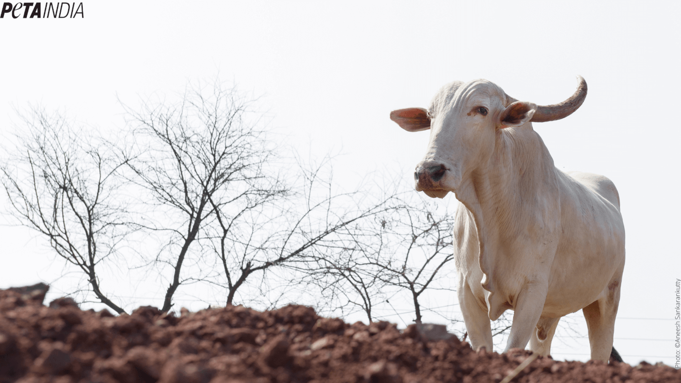 Central Government Notifies Draft Rules for Humane Methods in Animal Husbandry Procedures - Blog - PETA India Central Government Notifies Draft Rules for Humane Methods in Animal Husbandry Procedures - Blog - PETA India