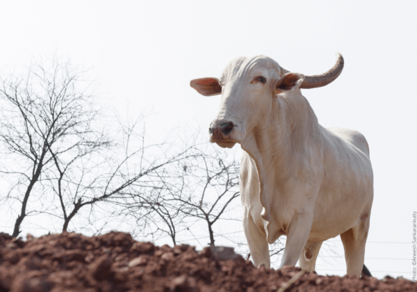 Central Government Notifies Draft Rules for Humane Methods in Animal Husbandry Procedures