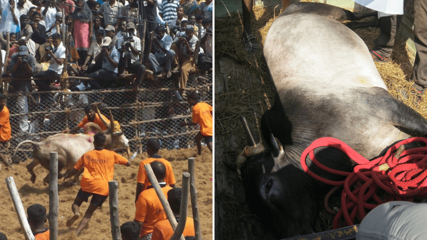 jallikattu