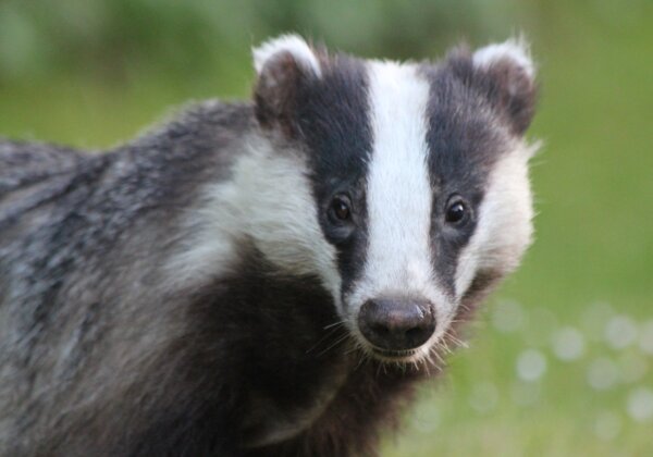 L’Oréal Group Bans Animal-Hair Brushes Following PETA Asia Badger-Hair Exposé