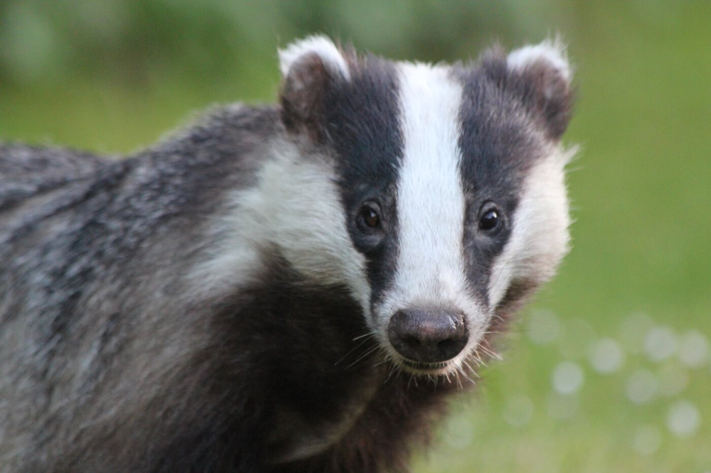 badger photo for loreal badger brush ban victory blog