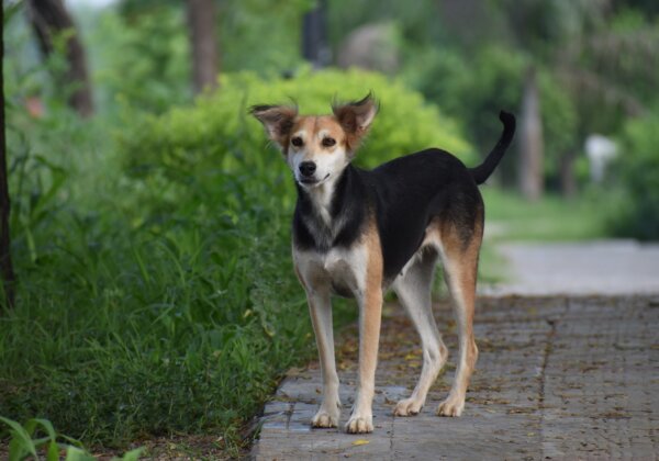 PETA इंडिया की कार्यवाही के बाद, जयपुर में कुत्ते को भारी पत्थर से कुचलकर मौत के घाट उतारने वाले आरोपी के खिलाफ़ मामला दर्ज़