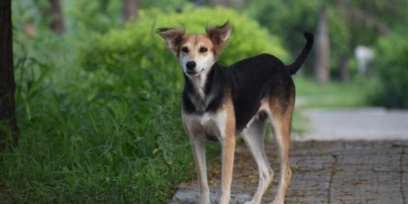 dog photo by pixabay - kurnool dog abuse