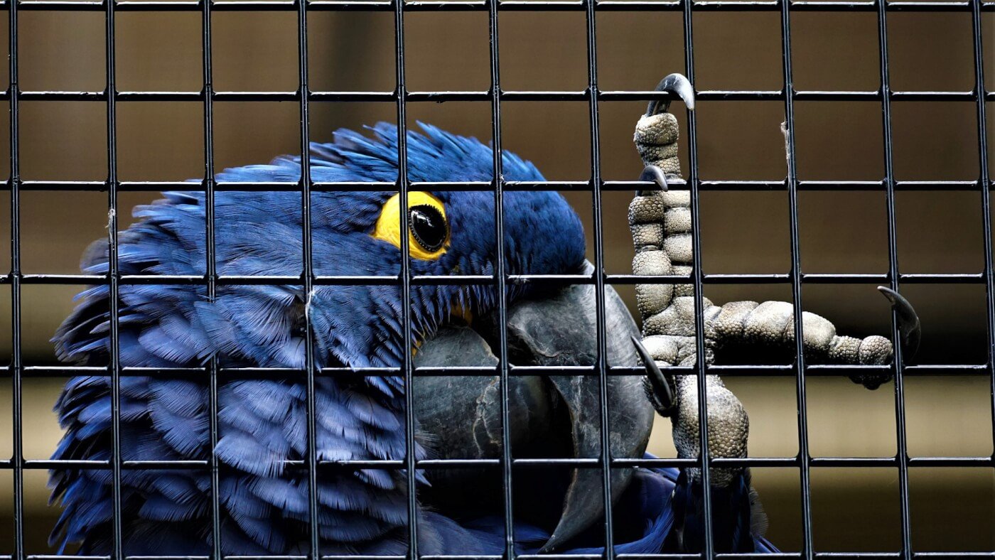 Caged Birds Have Nothing to Sing About | Companion Animals - The Issues -  PETA India