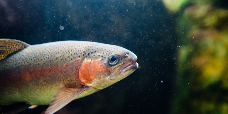 Deadly Poisons From the Sea