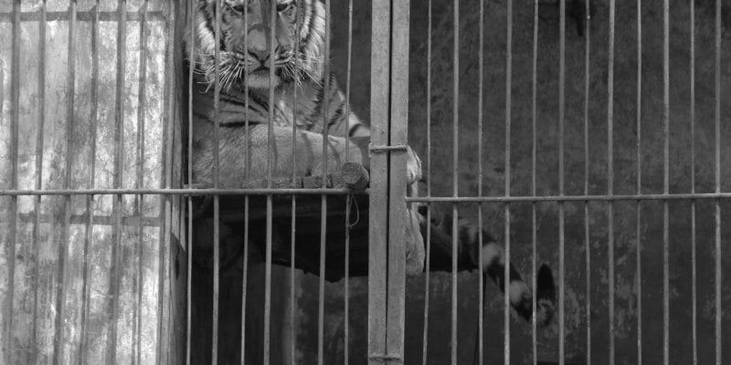 India’s Zoos: A Grim Report