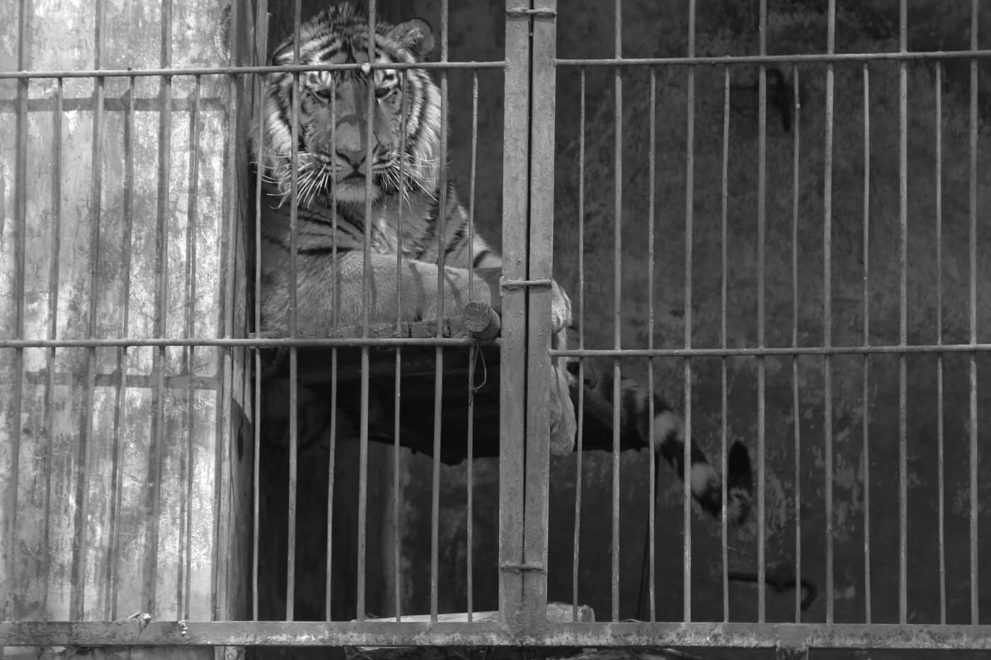 India's Zoos: A Grim Report | Animals Used for Entertainment - The Issues -  PETA India