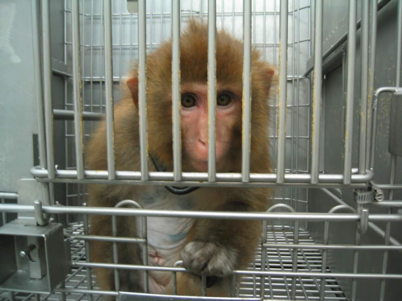 Caged animals. Animal in Cage. Security animals. Monkey on ship.