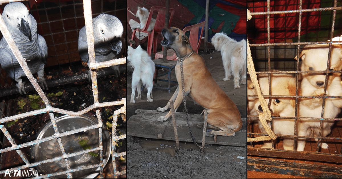 Circus-animals-in-cages_PETA-India