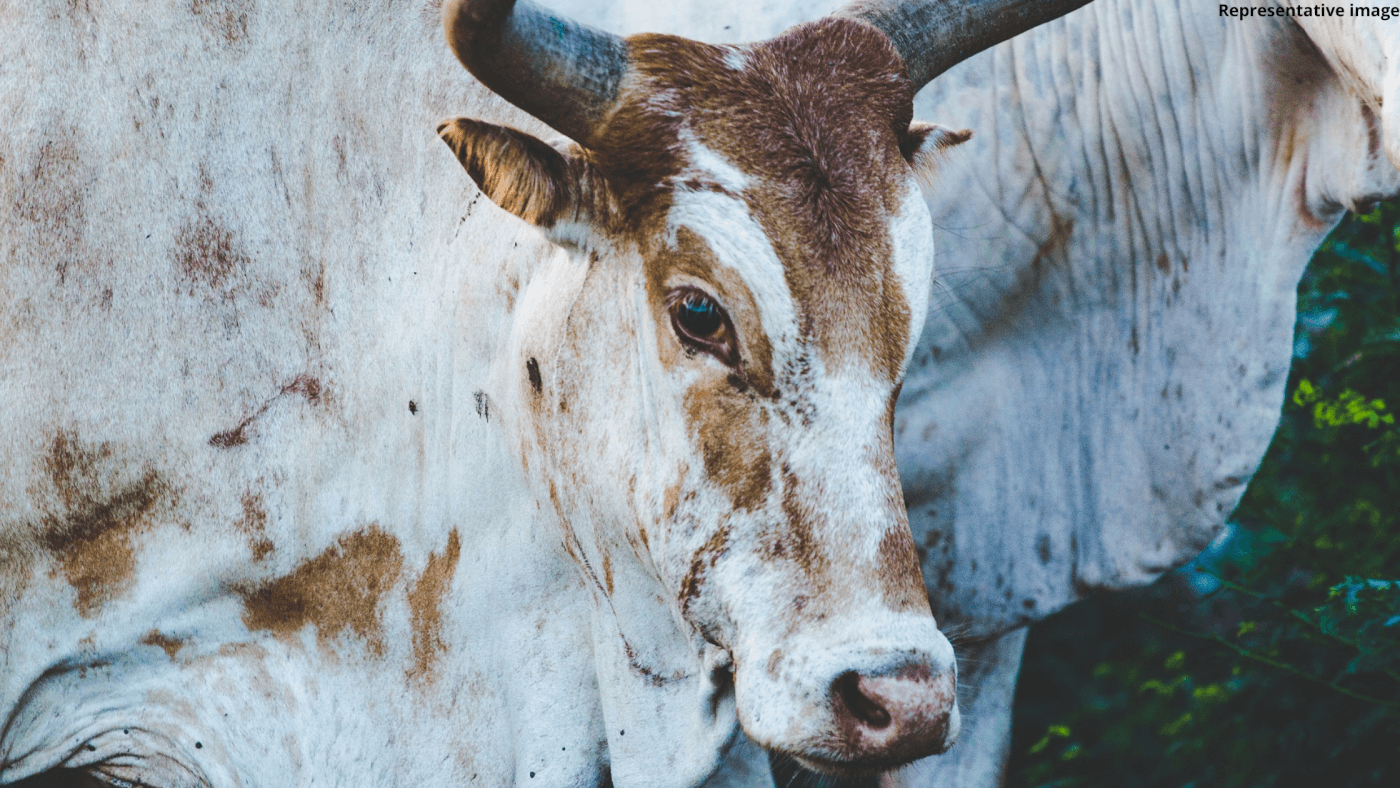 cow shot dead