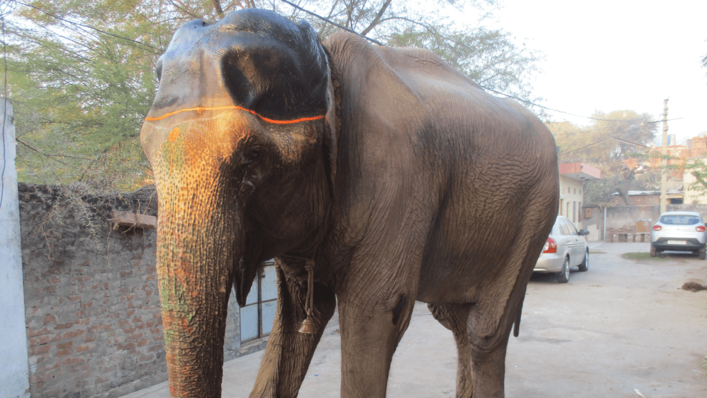 medically unfit elephants at amer fort