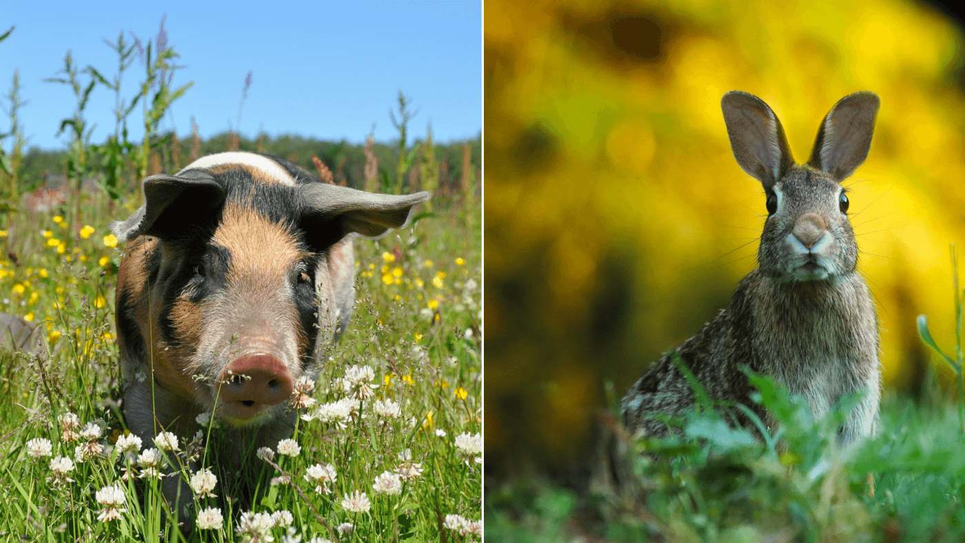 pigs used for jallikattu and hare for village procession