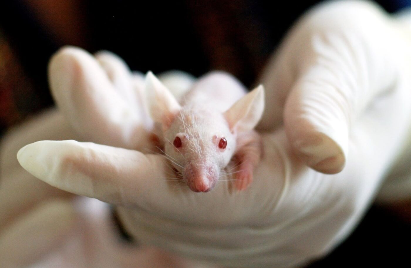 11 Ways PETA Entities Won for Animals in Laboratories During the Pandemic