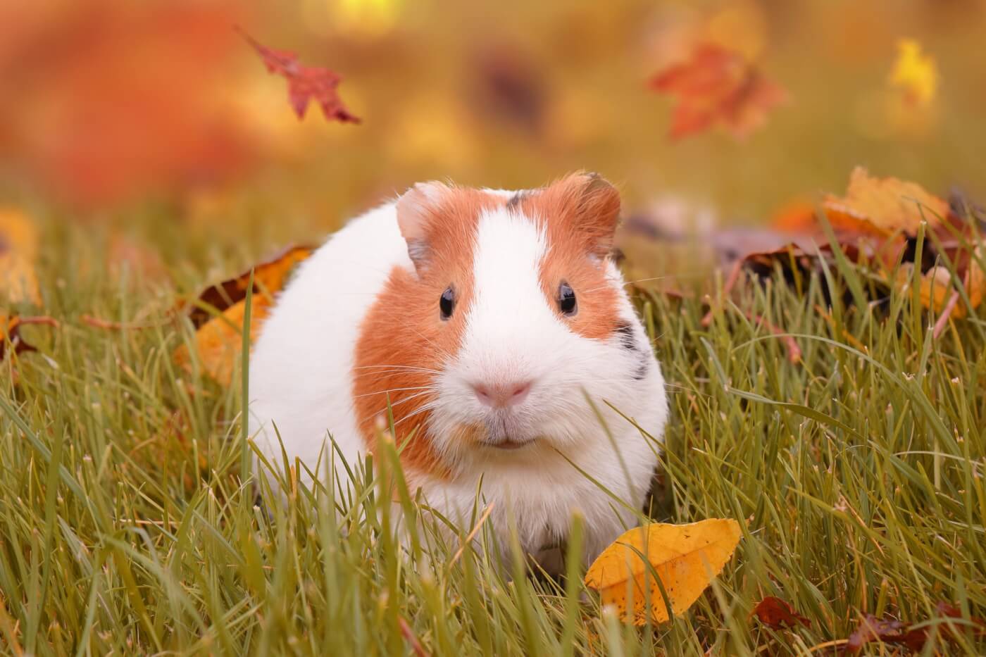 guinea pig bureau of Indian standards