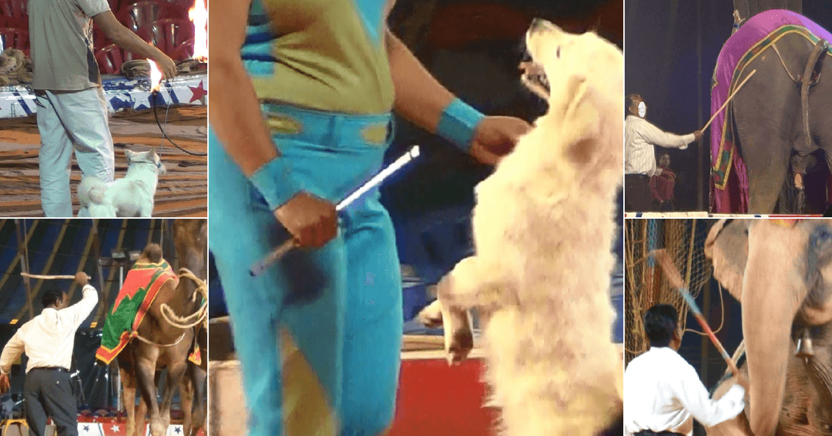 Following PETA India's Court Petition, the AWBI Advises Centre to Pass Ban on Animals in Circuses Again - Blog - PETA India Following PETA India's Court Petition, the AWBI Advises Centre to Pass Ban on Animals in Circuses Again - Blog - PETA India