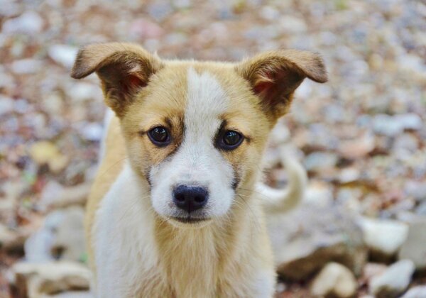 PETA इंडिया की कार्रवाई के परिणामस्वरूप, दिल्ली के एक निवासी के खिलाफ़ कुत्ते के एक बच्चे को मारने के खिलाफ़ मामला दर्ज किया गया