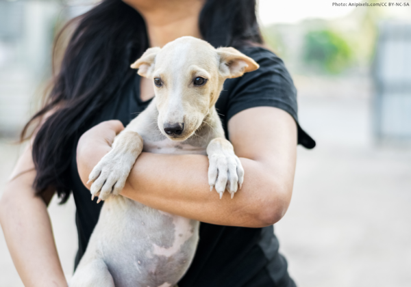 PETA India: India's Animal Rights Organisation | PETA India
