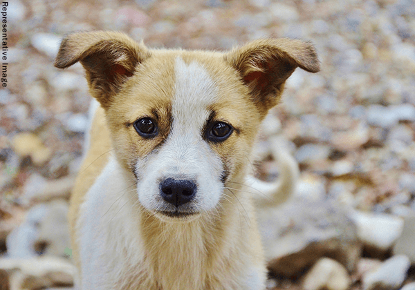 PETA India Offers Reward of Up to Rs 50,000 to Identify Person(s) Who Burned Puppies to Death - Blog - PETA India PETA India Offers Reward of Up to Rs 50,000 to Identify Person(s) Who Burned Puppies to Death - Blog - PETA India