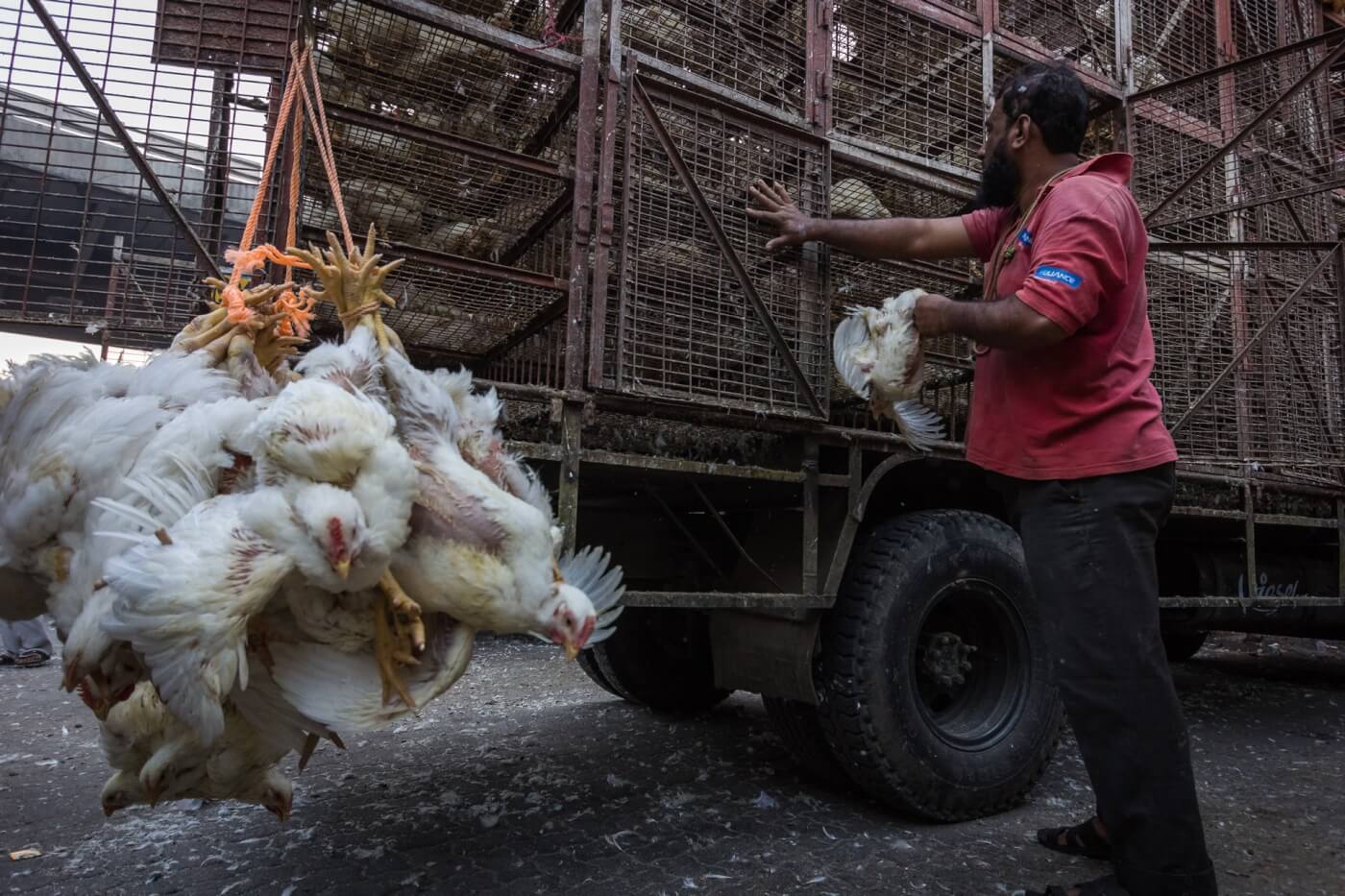 chickens held upside down to be transported to trucks