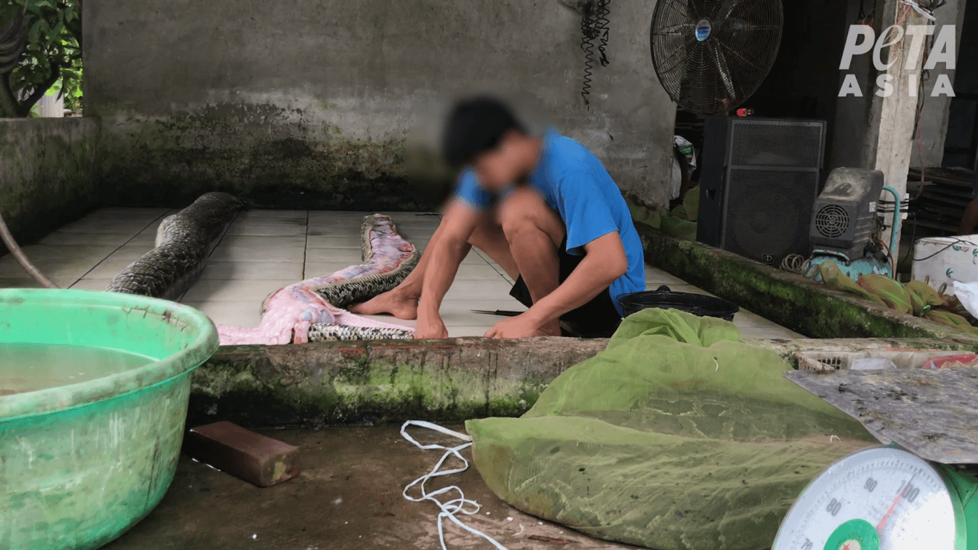 PETA Asia Exposes Gruesome, Shocking Abuse in Global Snakeskin Trade -  Living - PETA India