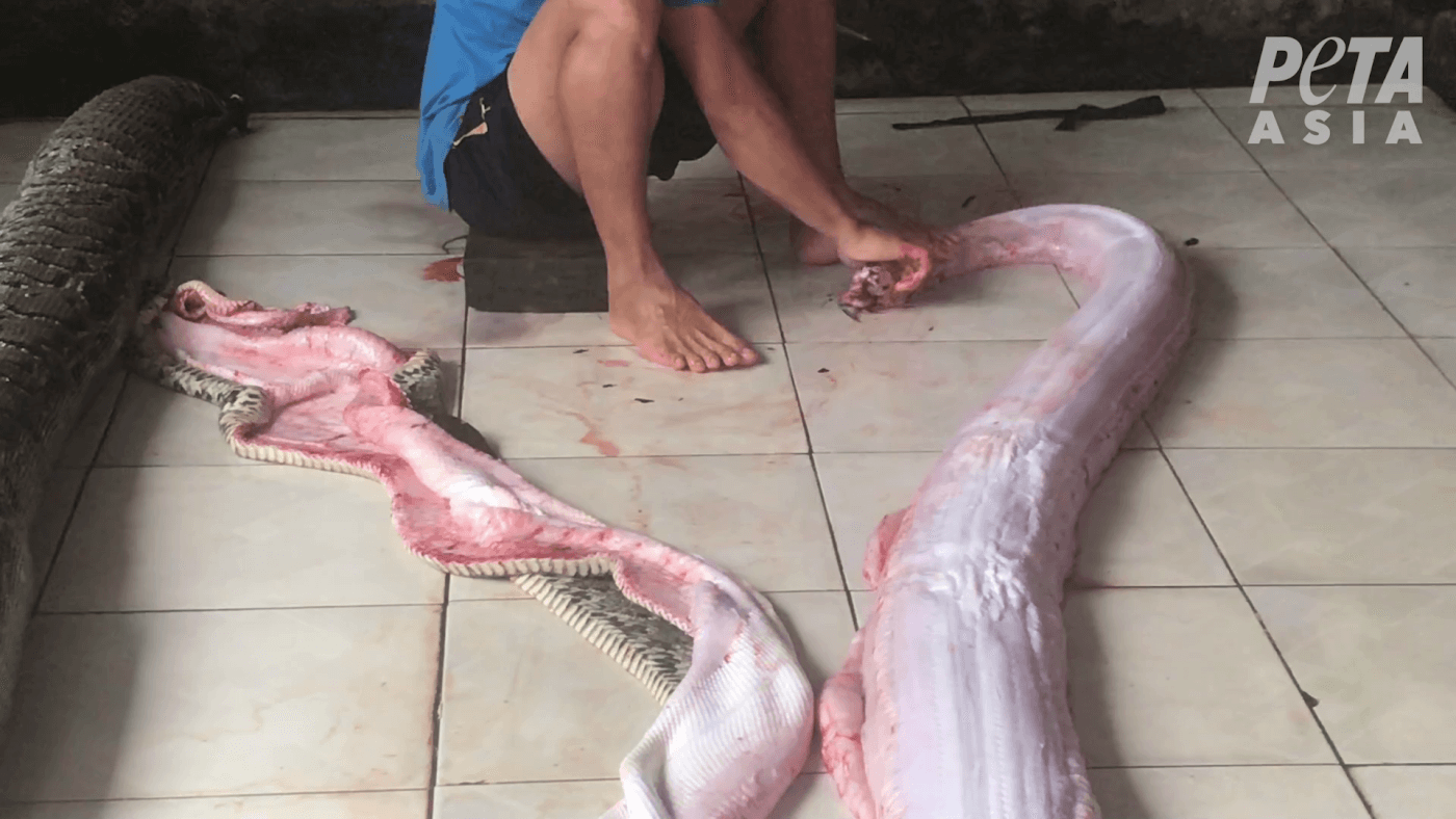 PETA Asia Exposes Gruesome, Shocking Abuse in Global Snakeskin Trade -  Living - PETA India