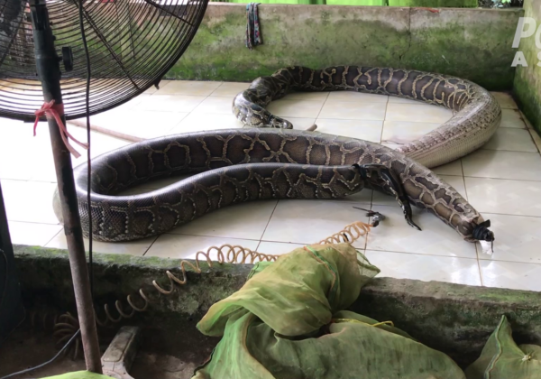 PETA Asia Exposes Gruesome, Shocking Abuse in Global Snakeskin Trade