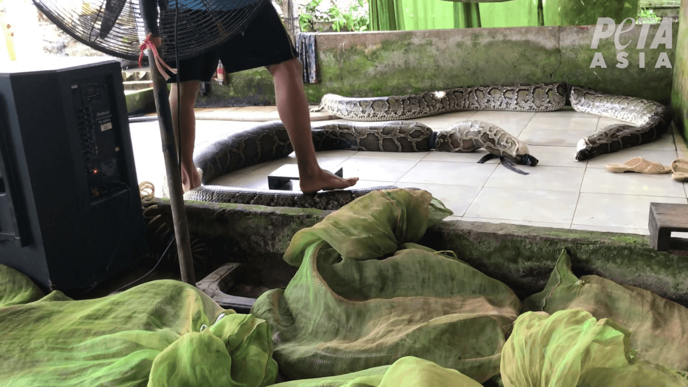 PETA Asia Exposes Gruesome, Shocking Abuse in Global Snakeskin Trade -  Living - PETA India