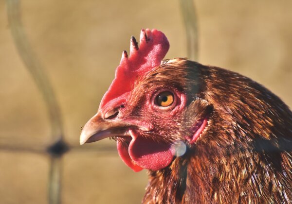 PETA US Joins the ‘Chicken Wars’ With Super Bowl ‘Fight the Bite’ Commercial