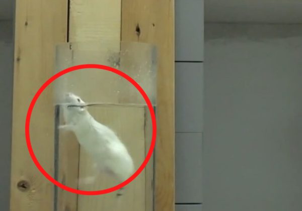 The Forced Swim Test: A Cruel, Ineffective Experiment in Which Small Animals Are Trapped in Beakers of Water Until They Stop Swimming