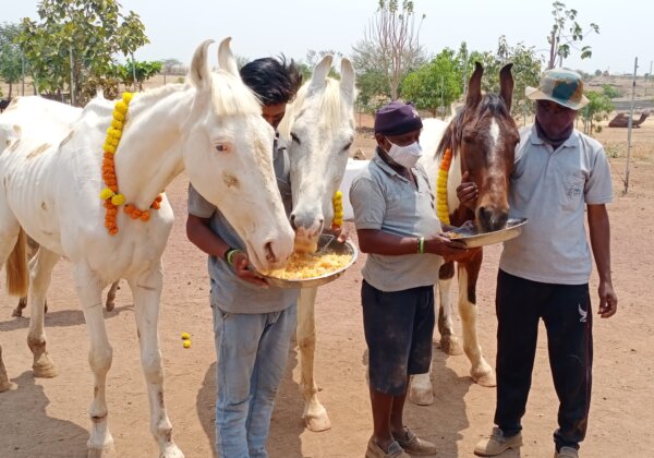 PETA India’s Position on Religious Festivals