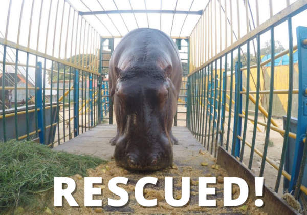 Delhi High Court Rules on PETA India’s Petition, Approves Home for Hippopotamus Rescued From Asiad Circus