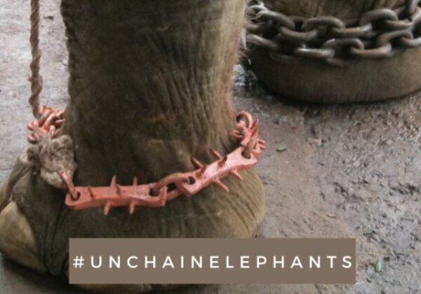Sidharth Malhotra, Vijender Singh, Harshvardhan Rane, Bani J, and Ashmit Patel Speak Out Against Elephant Abuse