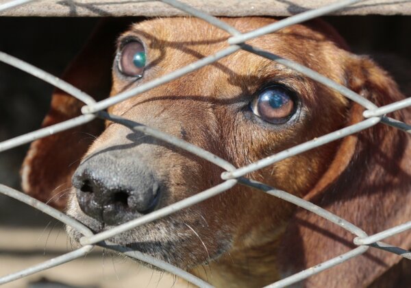 Urgent: Help Strengthen Prevention of Cruelty to Animals Act