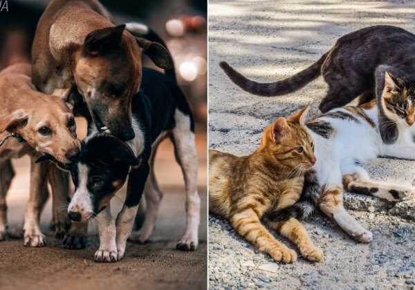 बढ़ते तापमान के बीच जानवरों को तप्ति गर्मी से बचाव के दस सुझाव