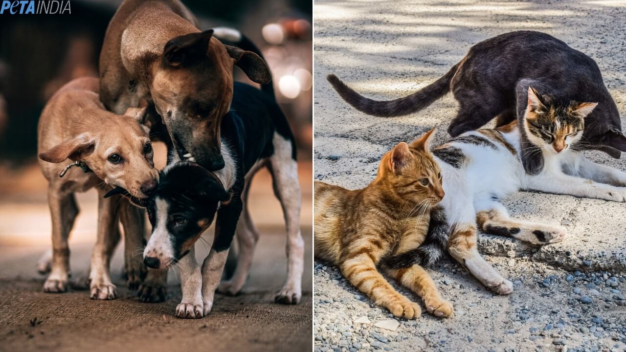 Tips for Helping Animals Survive the Summer Heat Tips for Helping Animals Survive the Summer Heat