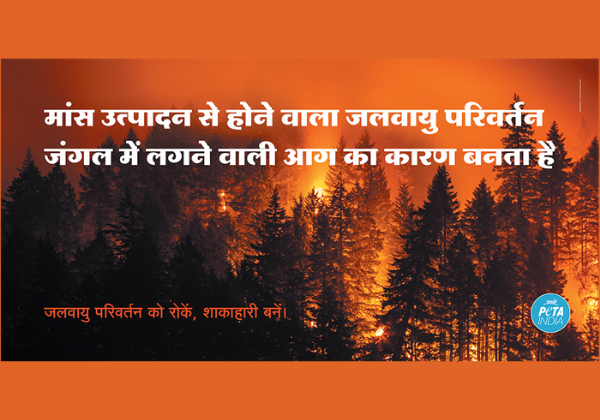 PETA India Responds to Uttarakhand Forest Fires With ‘Go Vegan’ Billboard