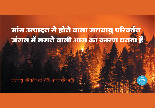 PETA इंडिया ने उत्तराखंड के जंगलों में लगी आग की प्रतिक्रिया में ‘Go Vegan’ बिलबोर्ड लगवाए