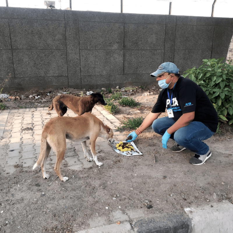 Animal Welfare Board of India (AWBI) Advises all States and Union  Territories to Allocate Funds for Community Animals, Following PETA India's  Appeal - Blog - PETA India