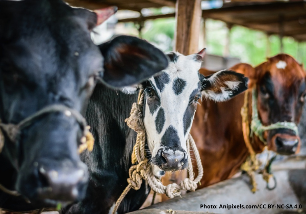 India Must Seize New Agricultural Opportunities as the World Leaves Dairy in the Dust